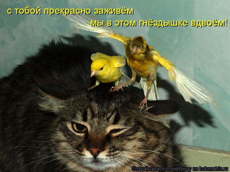 с тобой прекрасно заживём мы в этом гнёздышке вдвоём!... Котоматрица: с тобой прекрасно заживём мы в этом гнёздышке вдвоём!