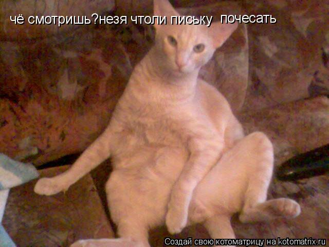 чё смотришь?незя чтоли письку чё смотришь?незя чтоли письку почесать почесать... Котоматрица: чё смотришь?незя чтоли письку чё смотришь?незя чтоли письку почесать почесать