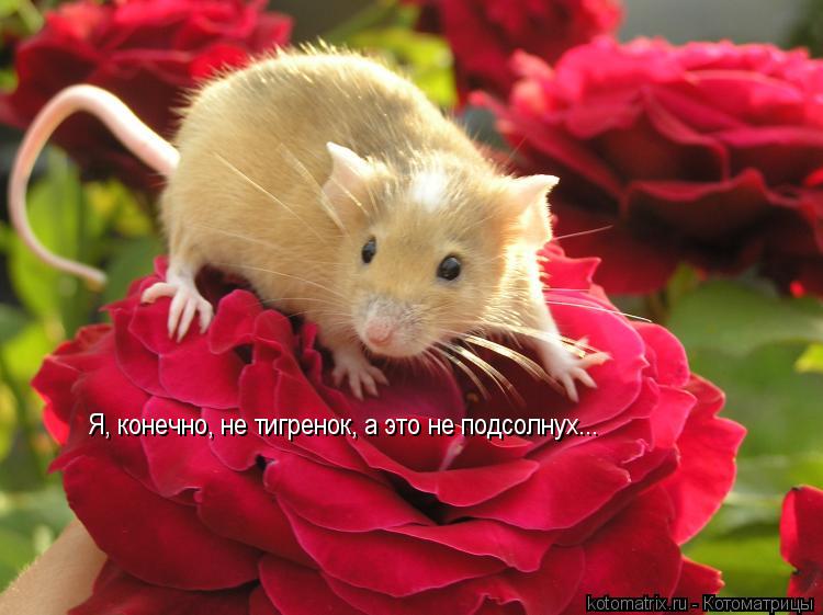 Котоматрица: Я, конечно, не тигренок, а это не подсолнух...
