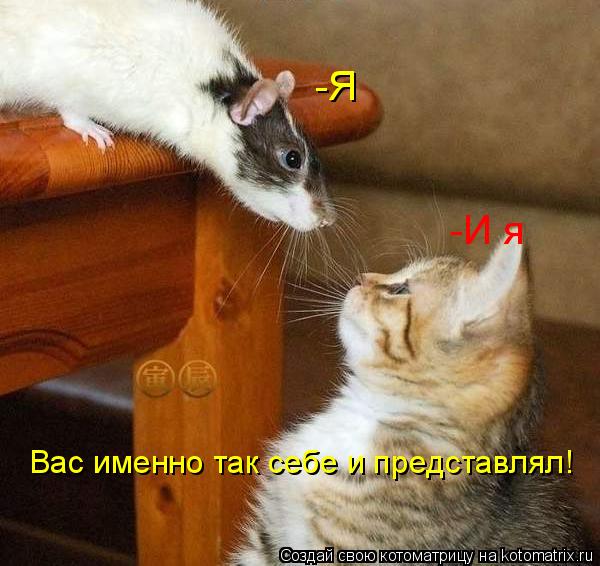 Котоматрица: -Я -И я Вас именно так себе и представлял!