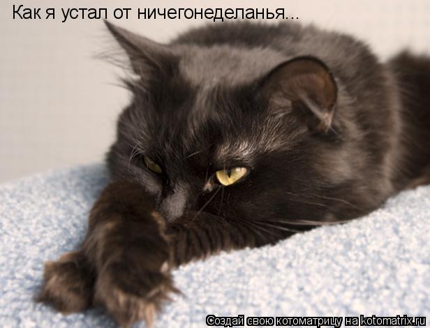 Котоматрица: Как я устал от ничегонеделанья...