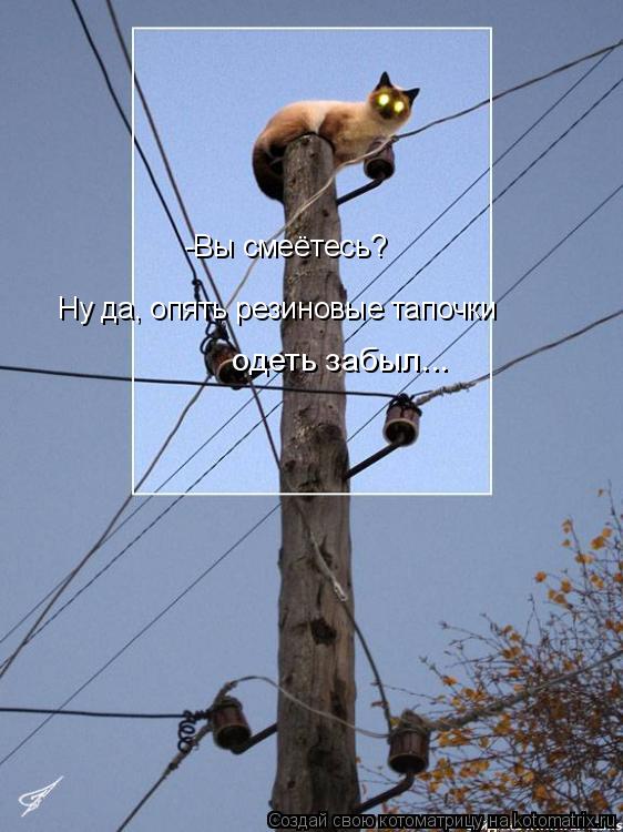Котоматрица: -Вы смеётесь?  Ну да, опять резиновые тапочки   одеть забыл...