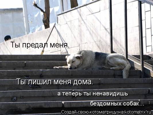Котоматрица: Ты предал меня. Ты лишил меня дома. а теперь ты ненавидишь  бездомных собак...
