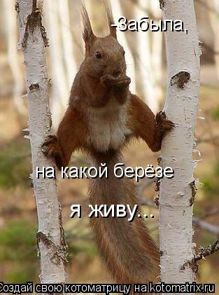 -Забыла, на какой берёзе я живу...... Котоматрица: -Забыла, на какой берёзе я живу...