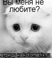 Котоматрица: Вы меня не любите?