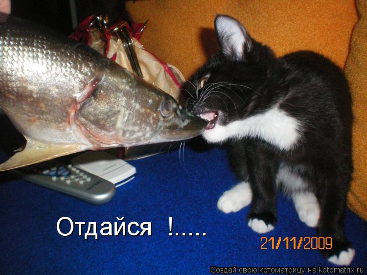 Котоматрица: Отдайся  !.....