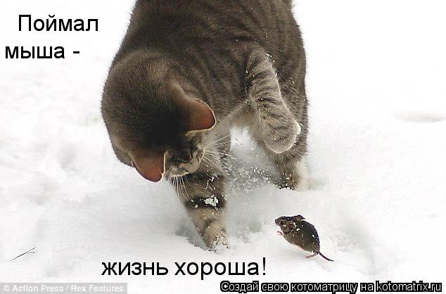 Котоматрица: Поймал  мыша -  жизнь хороша!