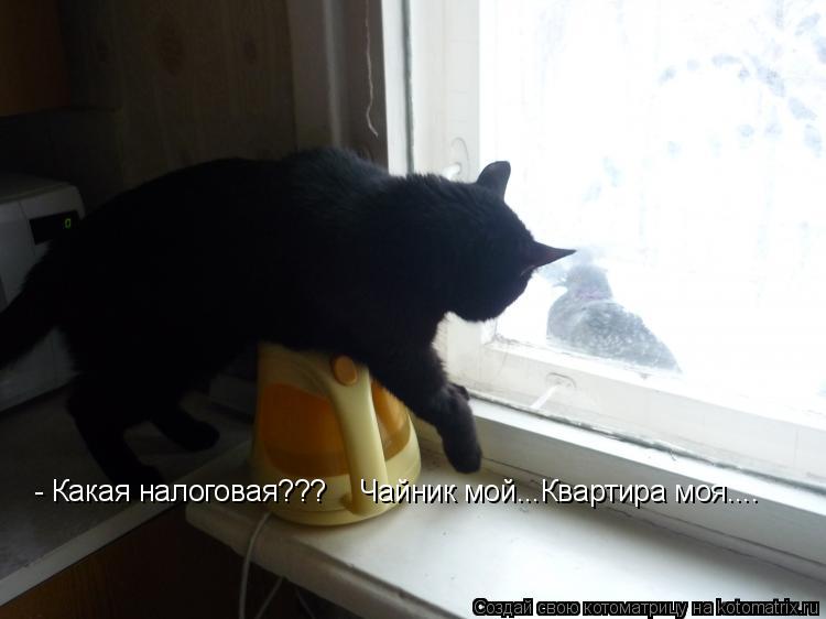Котоматрица: - Какая налоговая??? - Какая налоговая???    Чайник мой...Квартира моя.... - Какая налоговая???    Чайник мой...Квартира моя....