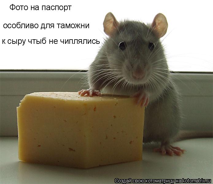 Котоматрица: Фото на паспорт особливо для таможни к сыру чтыб не чиплялись