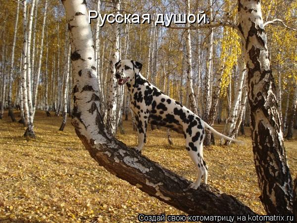 Котоматрица: Русская душой.