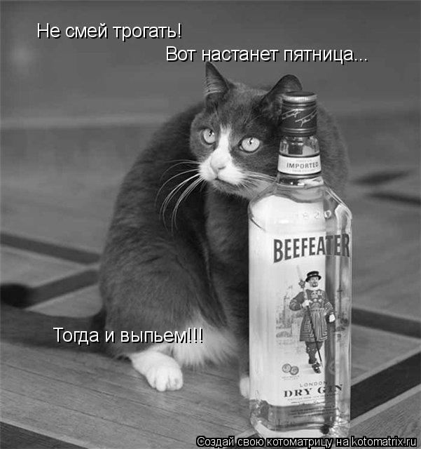 Не смей трогать! Вот настанет пятница... Тогда и выпьем!!!... Котоматрица: Не смей трогать! Вот настанет пятница... Тогда и выпьем!!!