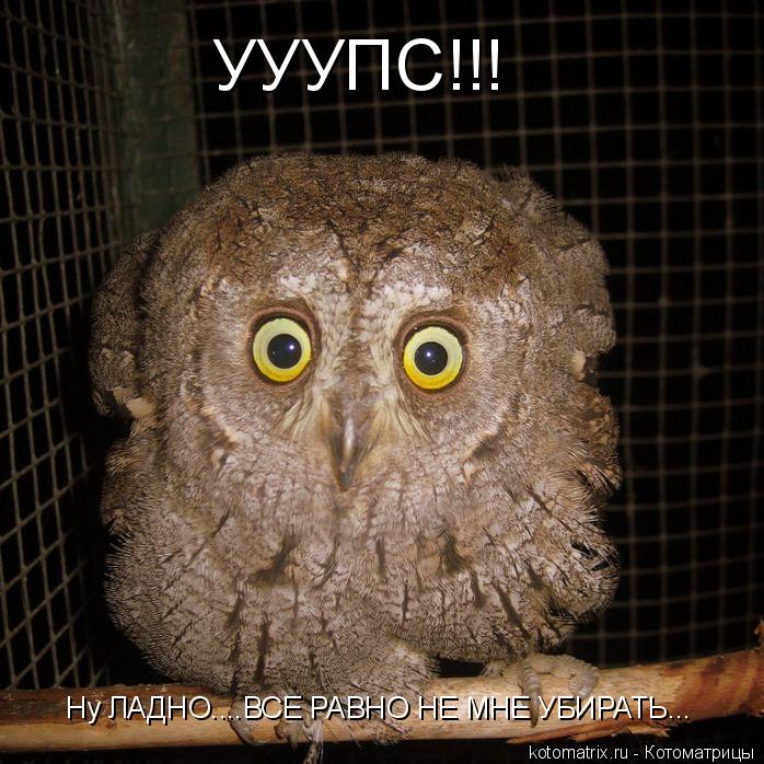 Ну ЛАДНО....ВСЕ РАВНО НЕ МНЕ УБИРАТЬ... УУУПС!!!... Котоматрица: Ну ЛАДНО....ВСЕ РАВНО НЕ МНЕ УБИРАТЬ... УУУПС!!!