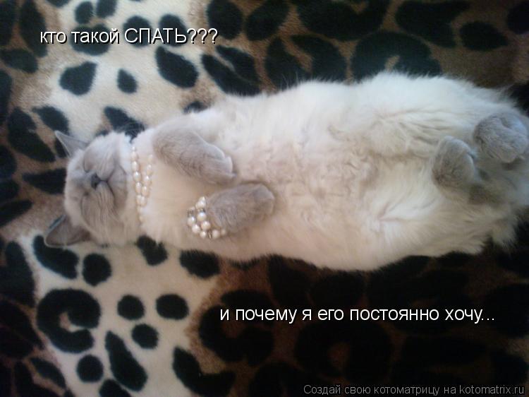 кто такой СПАТЬ??? и почему я его постоянно хочу...... Котоматрица: кто такой СПАТЬ??? и почему я его постоянно хочу...