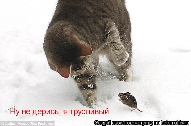 Ну не дерись, я трусливый.... Котоматрица: Ну не дерись, я трусливый.