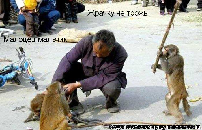 Котоматрица: Жрачку не трожь! Малодец мальчик