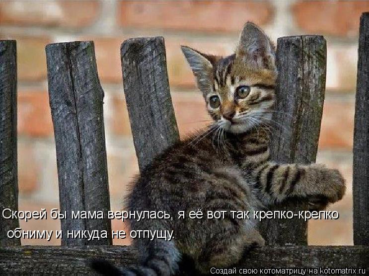 обниму и никуда не отпущу. Скорей бы мама вернулась, я её вот так крепко-крепко... Котоматрица: обниму и никуда не отпущу. Скорей бы мама вернулась, я её вот так крепко-крепко