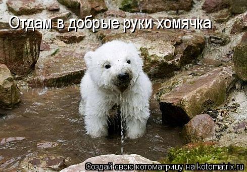 Котоматрица: Отдам в добрые руки хомячка