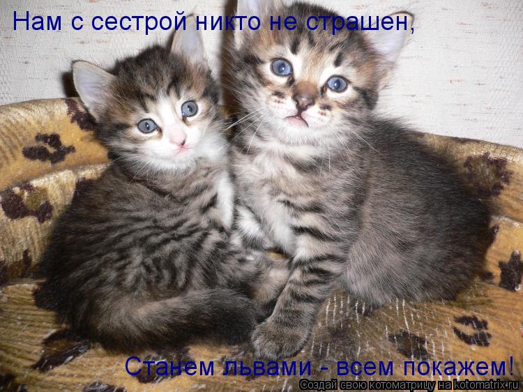Котоматрица: Нам с сестрой никто не страшен, Станем львами - всем покажем!