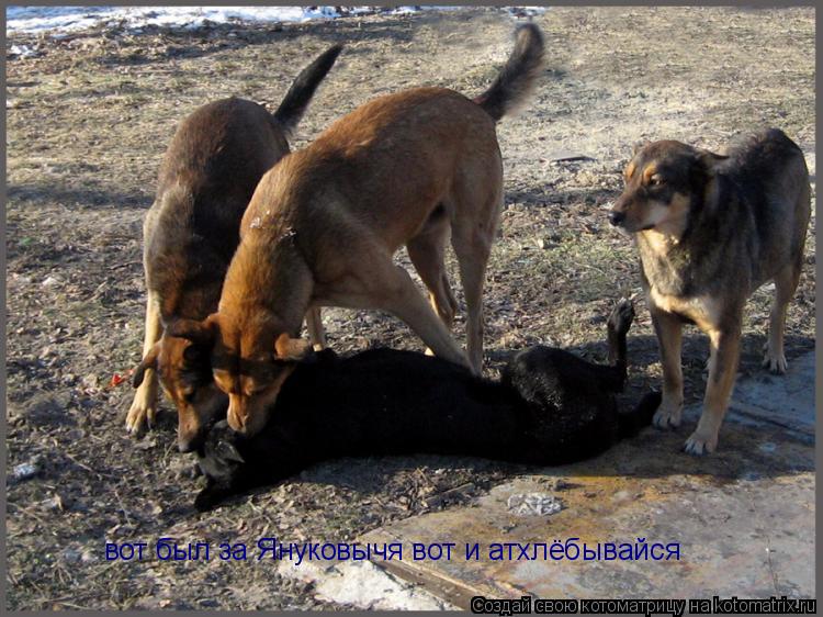Котоматрица: вот был за Януковычя вот и атхлёбывайся
