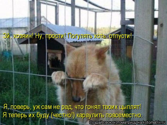 Эй, хозяин! Ну, прости! Погулять хоть отпусти! Я, поверь, уж сам не рад, что гонял твоих цыплят! Я т... Котоматрица: Эй, хозяин! Ну, прости! Погулять хоть отпусти! Я, поверь, уж сам не рад, что гонял твоих цыплят! Я теперь их буду (честно!) караулить повсеместн