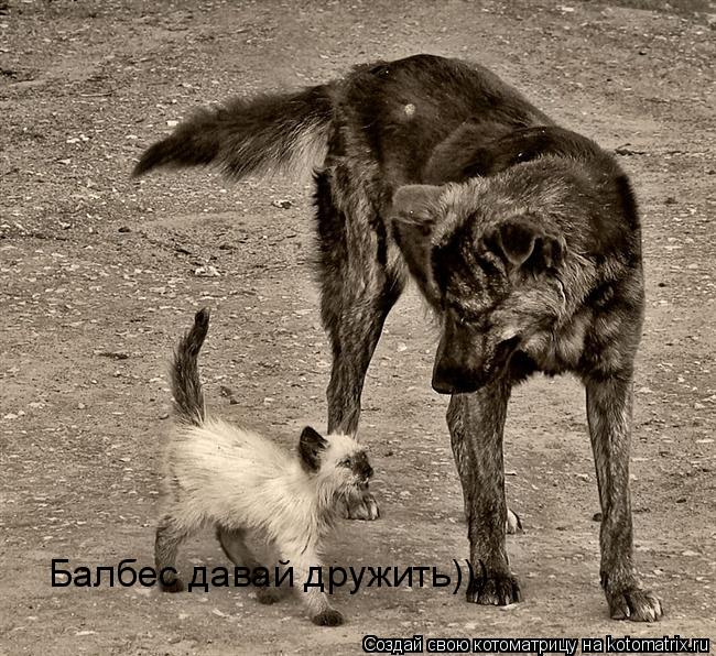 Котоматрица: Балбес давай дружить)))