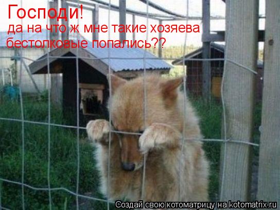 Котоматрица: Господи! да на что ж мне такие хозяева бестолковые попались??