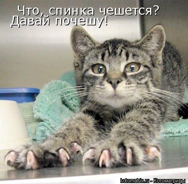 Что, спинка чешется? Давай почешу!... Котоматрица: Что, спинка чешется? Давай почешу!