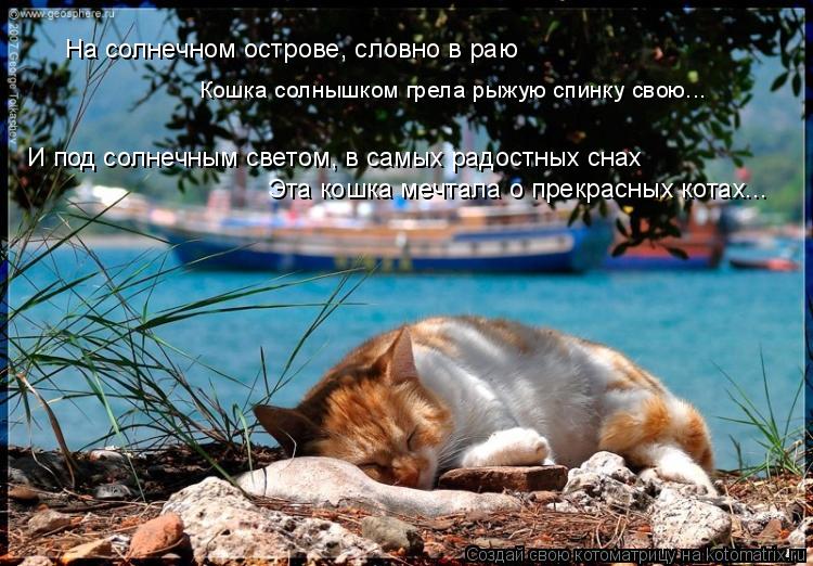 Котоматрица: На солнечном острове, словно в раю И под солнечным светом, в самых радостных снах Кошка солнышком грела рыжую спинку свою... Эта кошка мечтал