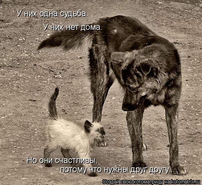 У них одна судьба. У них нет дома. Но они счастливы, потому что нужны друг другу...... Котоматрица: У них одна судьба. У них нет дома. Но они счастливы, потому что нужны друг другу...