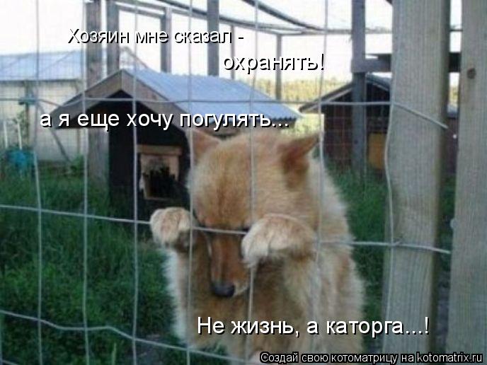 Хозяин мне сказал - охранять! а я еще хочу погулять... Не жизнь, а каторга...!... Котоматрица: Хозяин мне сказал - охранять! а я еще хочу погулять... Не жизнь, а каторга...!