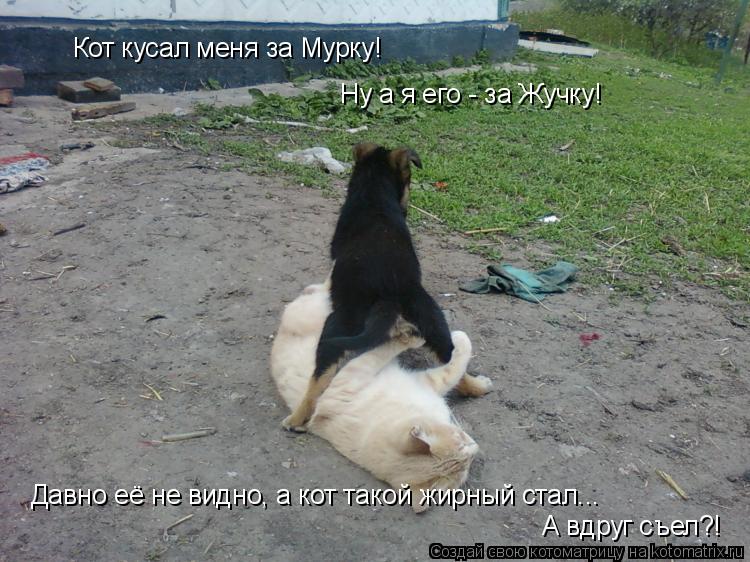 Кот кусал меня за Мурку! Ну а я его - за Жучку! Давно её не видно, а кот такой жирный стал... А вдруг... Котоматрица: Кот кусал меня за Мурку! Ну а я его - за Жучку! Давно её не видно, а кот такой жирный стал... А вдруг съел?!
