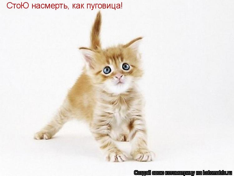 СтоЮ насмерть, как пуговица!... Котоматрица: СтоЮ насмерть, как пуговица!