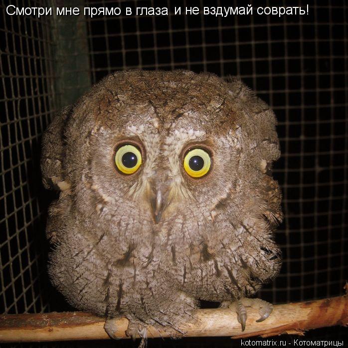 Котоматрица: Смотри мне прямо в глаза  и не вздумай соврать!