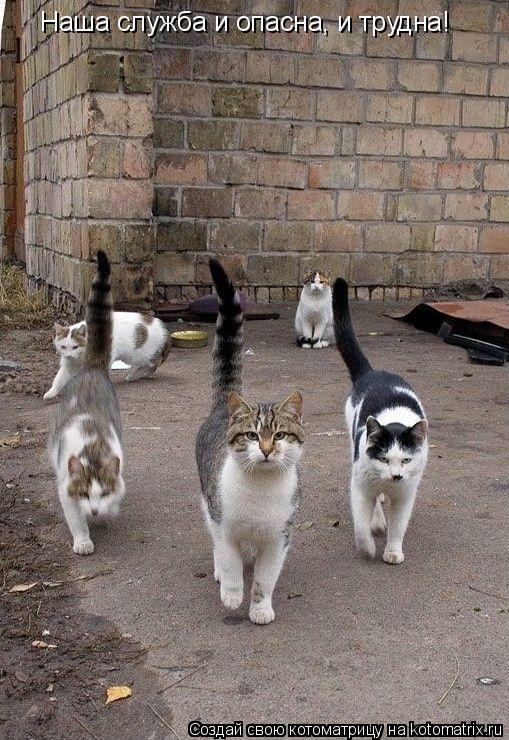 Котоматрица: Наша служба и опасна, и трудна!