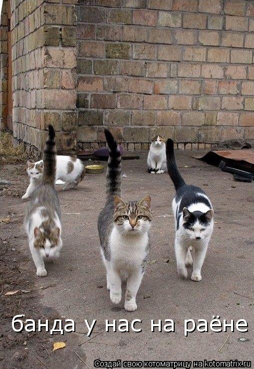 Котоматрица: банда у нас на раёне