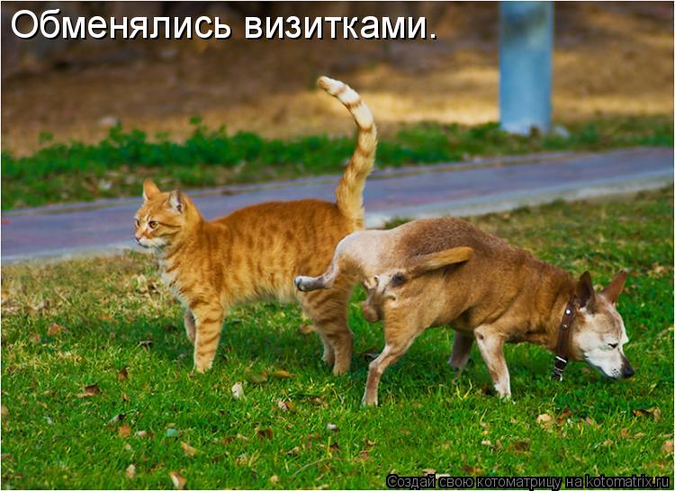 Обменялись визитками.... Котоматрица: Обменялись визитками.