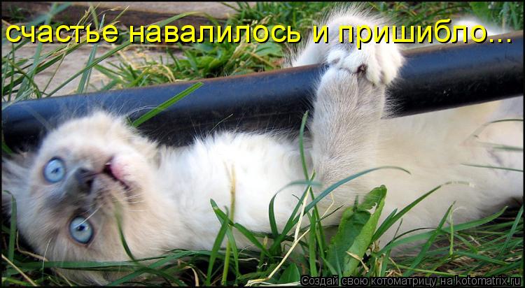 Котоматрица: счастье навалилось и пришибло...