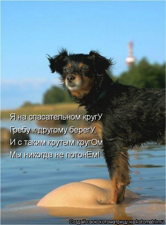 Я на спасательном кругУ Гребу к другому берегУ, И с таким крутым кругОм Мы никогда не потонЕм! ..... Котоматрица: Я на спасательном кругУ Гребу к другому берегУ, И с таким крутым кругОм Мы никогда не потонЕм! ..