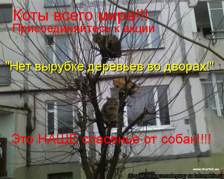 Котоматрица: Коты всего мира!!! Присоединяйтесь к акции "Нет вырубке деревьев во дворах!" Это НАШЕ спасенье от собак!!!!