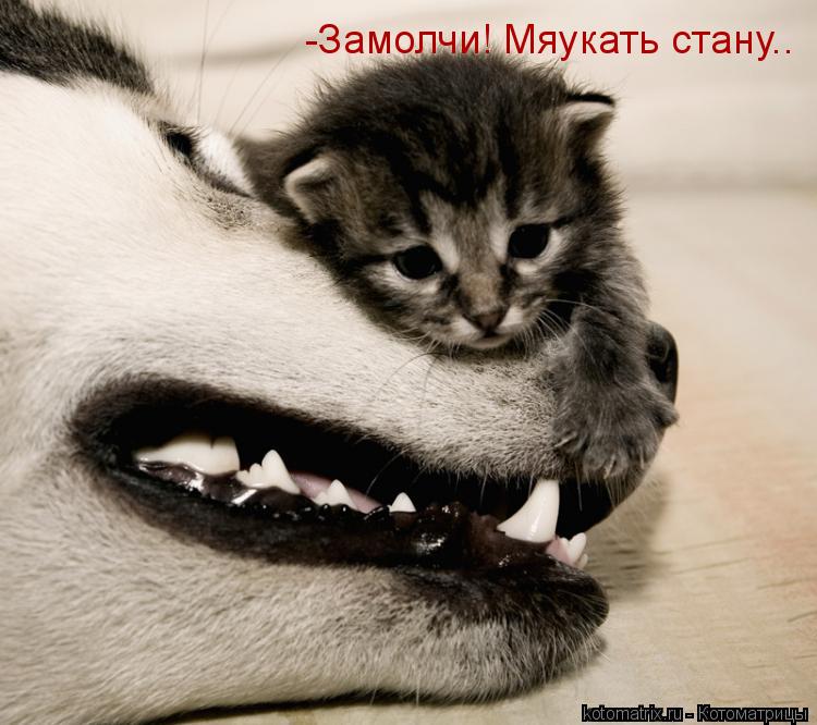 Котоматрица: -Замолчи! Мяукать стану..