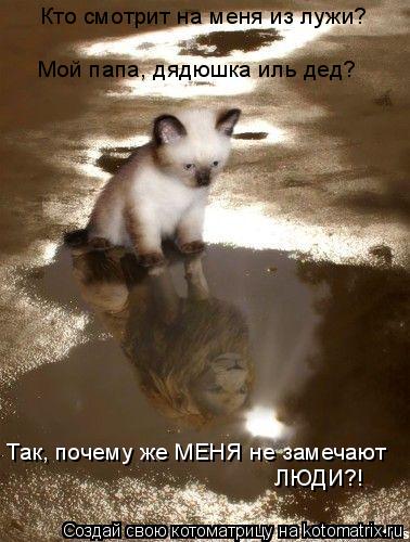 Котоматрица: Кто смотрит на меня из лужи? Мой папа, дядюшка иль дед? Так, почему же МЕНЯ не замечают  ЛЮДИ?!