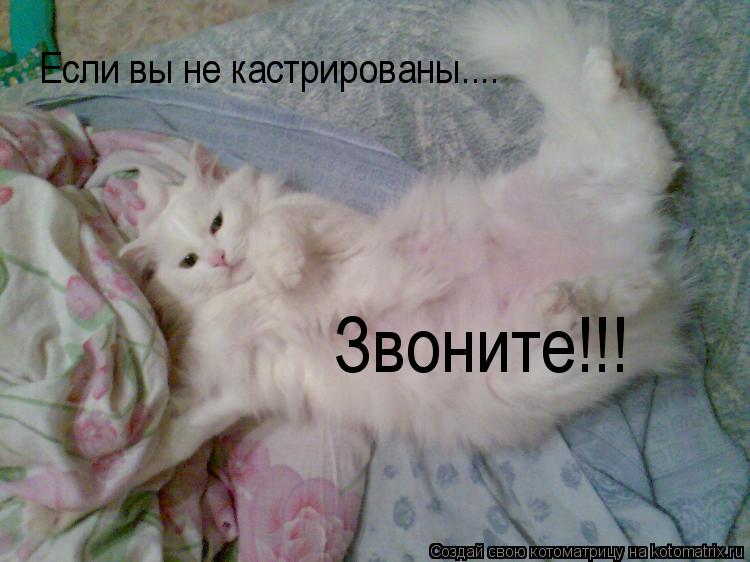 Котоматрица: Если вы не кастрированы.... Звоните!!!