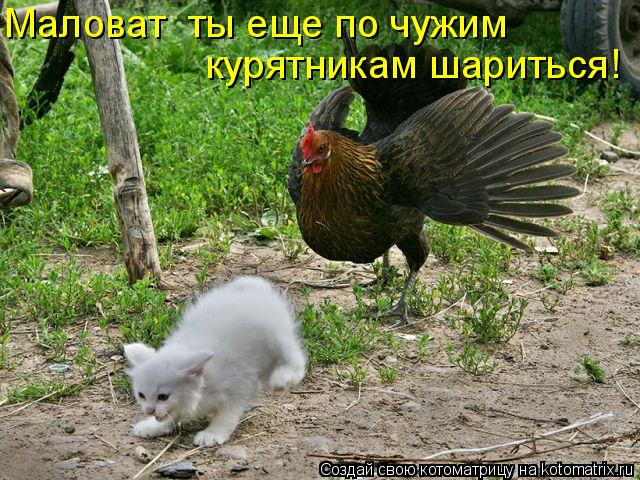курятникам шариться! Маловат ты еще по чужим... Котоматрица: курятникам шариться! Маловат ты еще по чужим