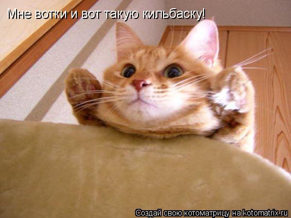 Котоматрица: Мне вотки и вот такую кильбаску!