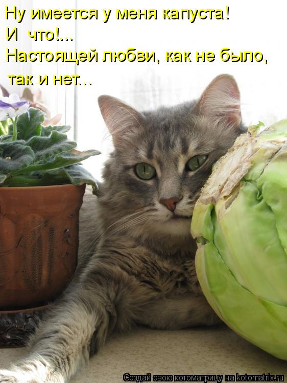 Ну имеется у меня капуста! И что!... Настоящей любви, как не было, так и нет...... Котоматрица: Ну имеется у меня капуста! И что!... Настоящей любви, как не было, так и нет...