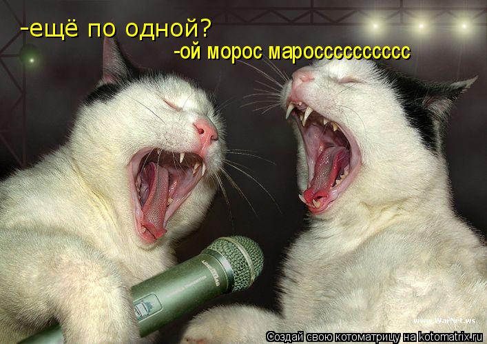 Котоматрица: -ещё по одной? -ой морос маросссссссссс