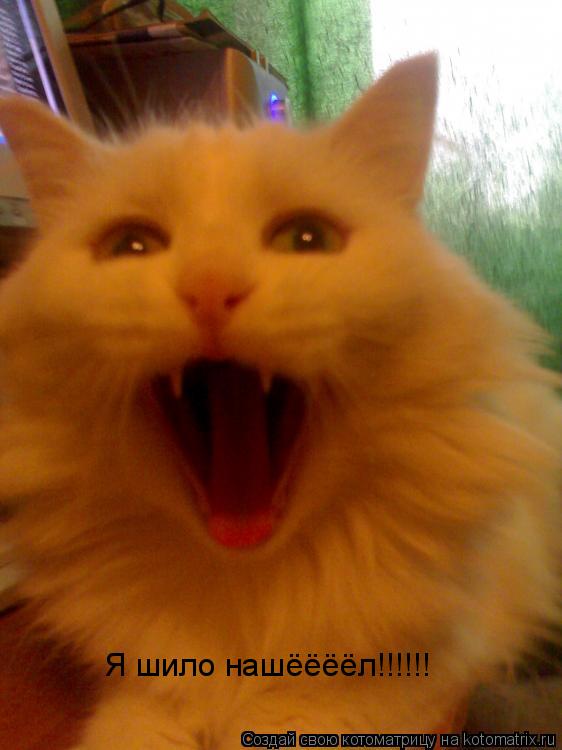 Котоматрица: Я шило нашёёёёл!!!!!!