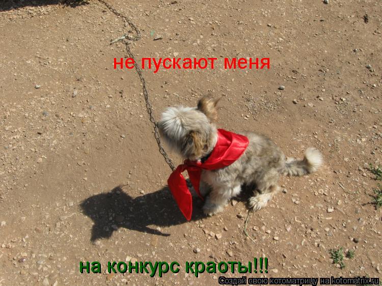Котоматрица: не пускают меня  на конкурс краоты!!!