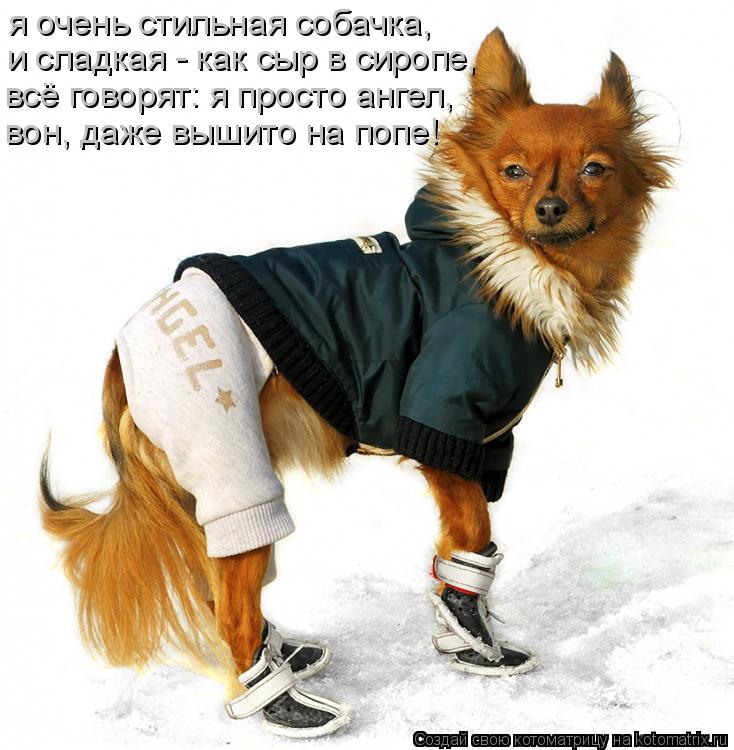 Котоматрица: я очень стильная собачка, и сладкая - как сыр в сиропе, всё говорят: я просто ангел, вон, даже вышито на попе!