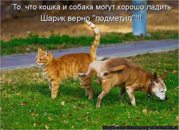 То, что кошка и собака могут хорошо ладить Шарик верно "подметил"!!!... Котоматрица: То, что кошка и собака могут хорошо ладить Шарик верно "подметил"!!!